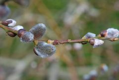 Frühlingserwachen