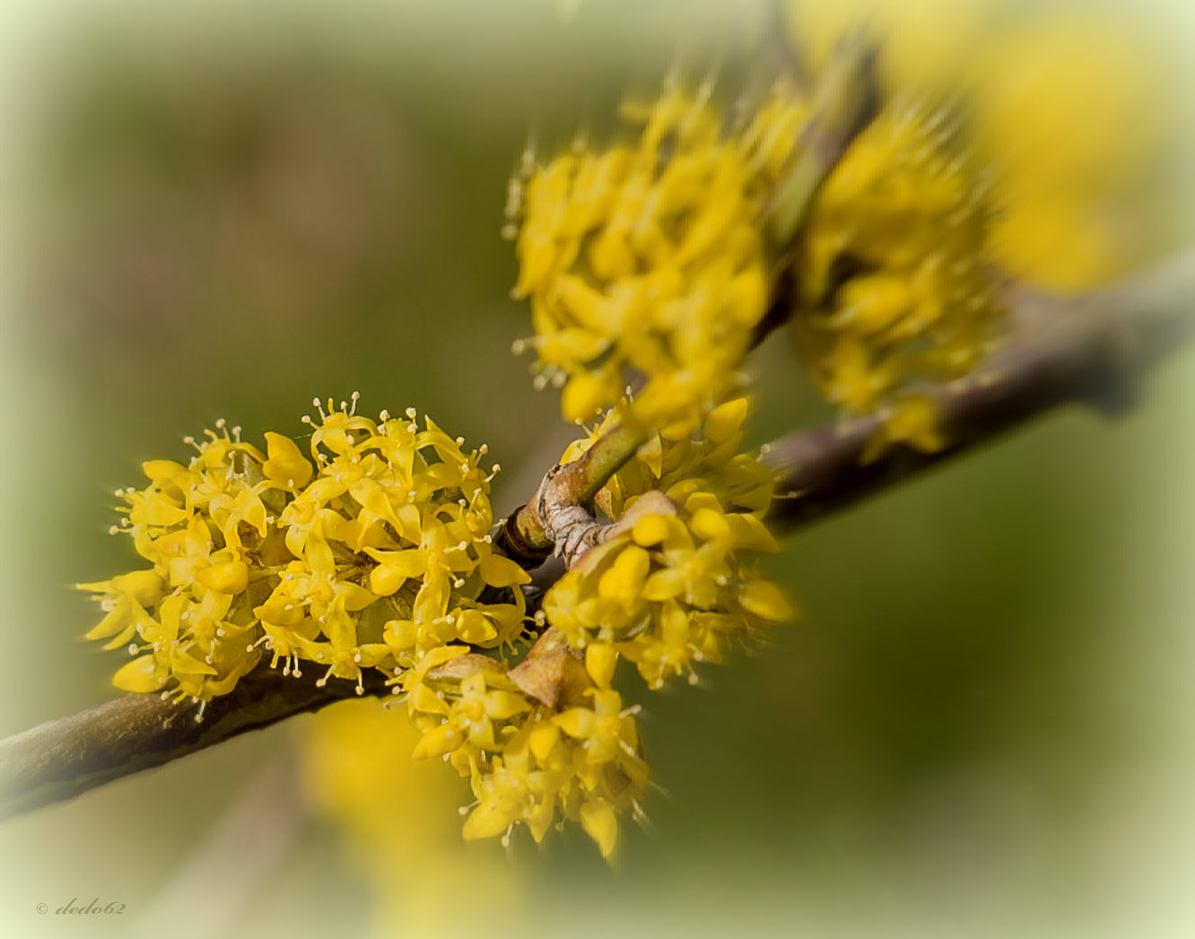 Frühlingserwachen