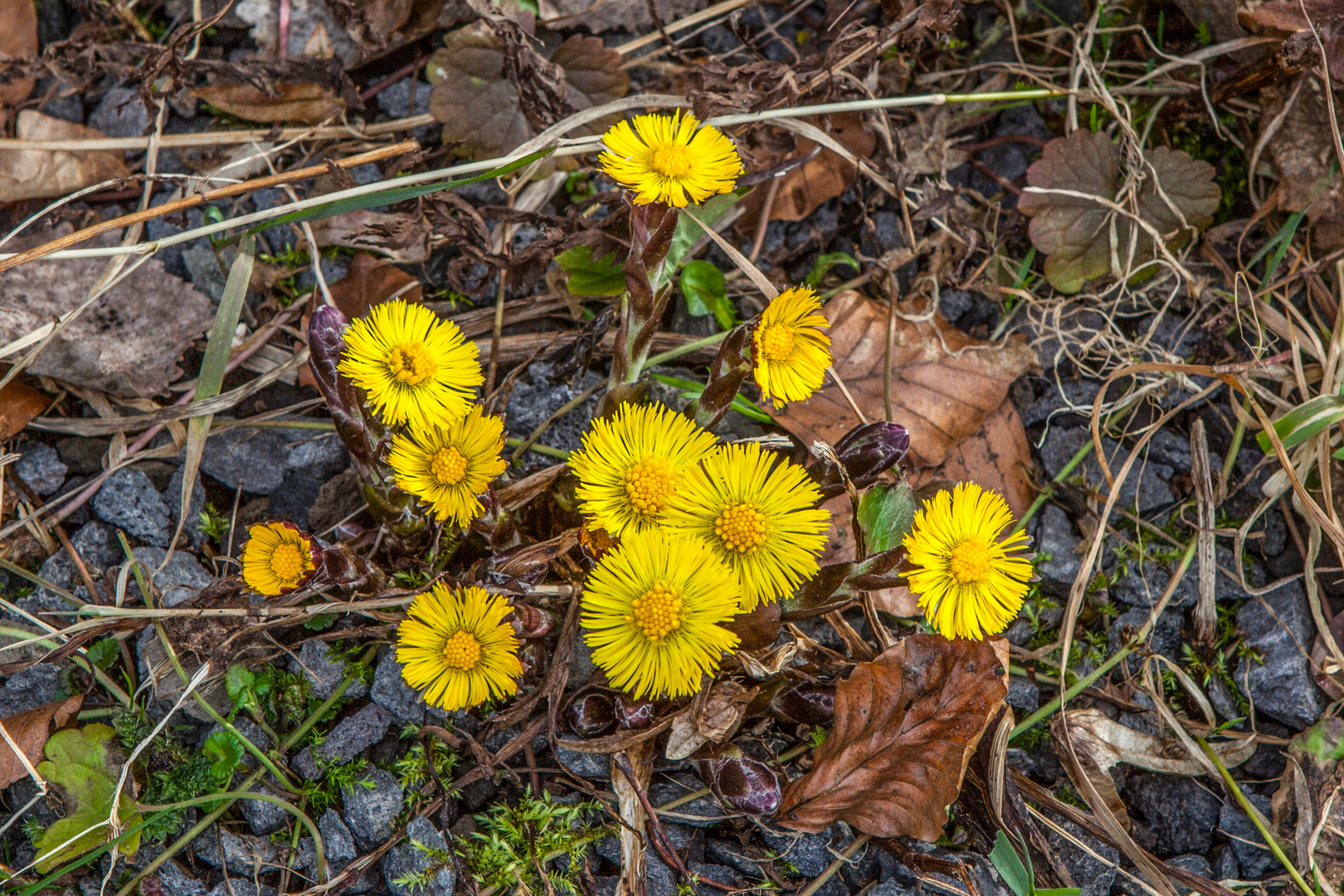 Frühlingserwachen