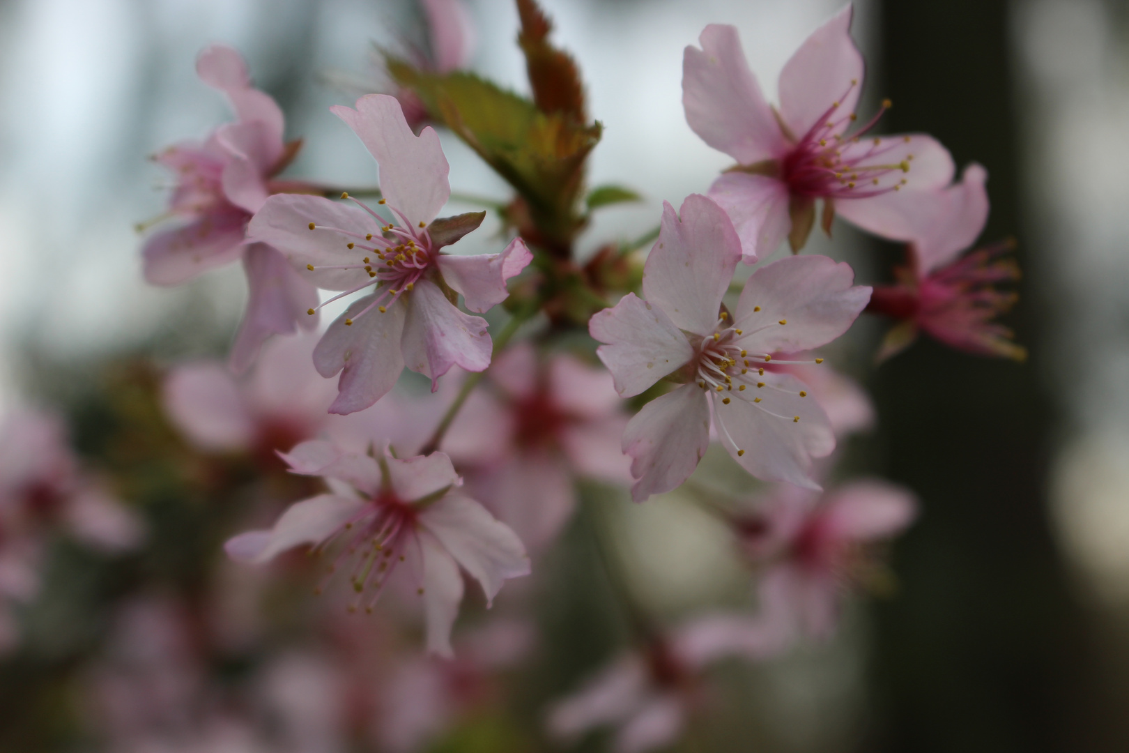 Fruehlingserwachen