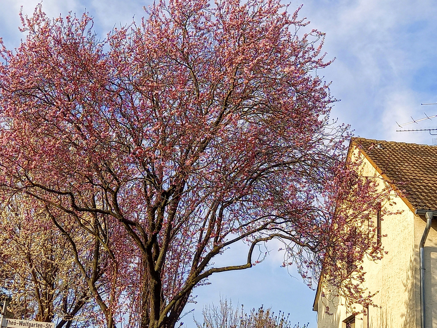 Frühlingserwachen