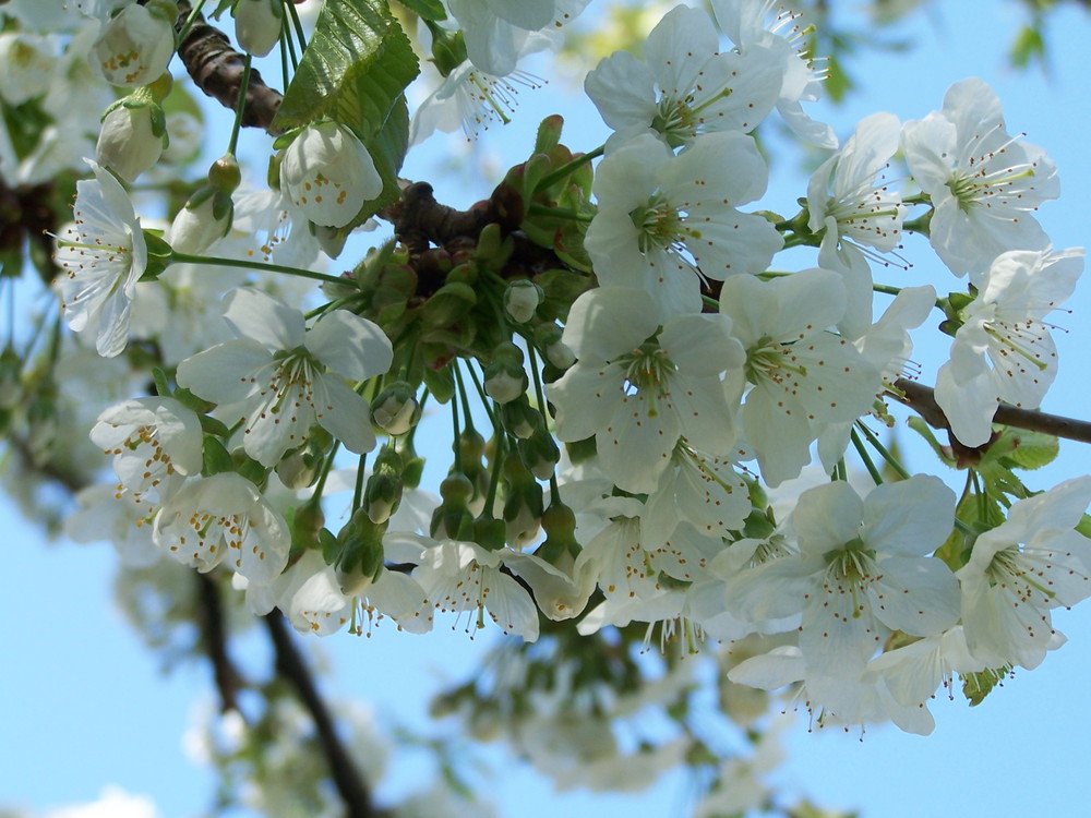 Frühlingserwachen