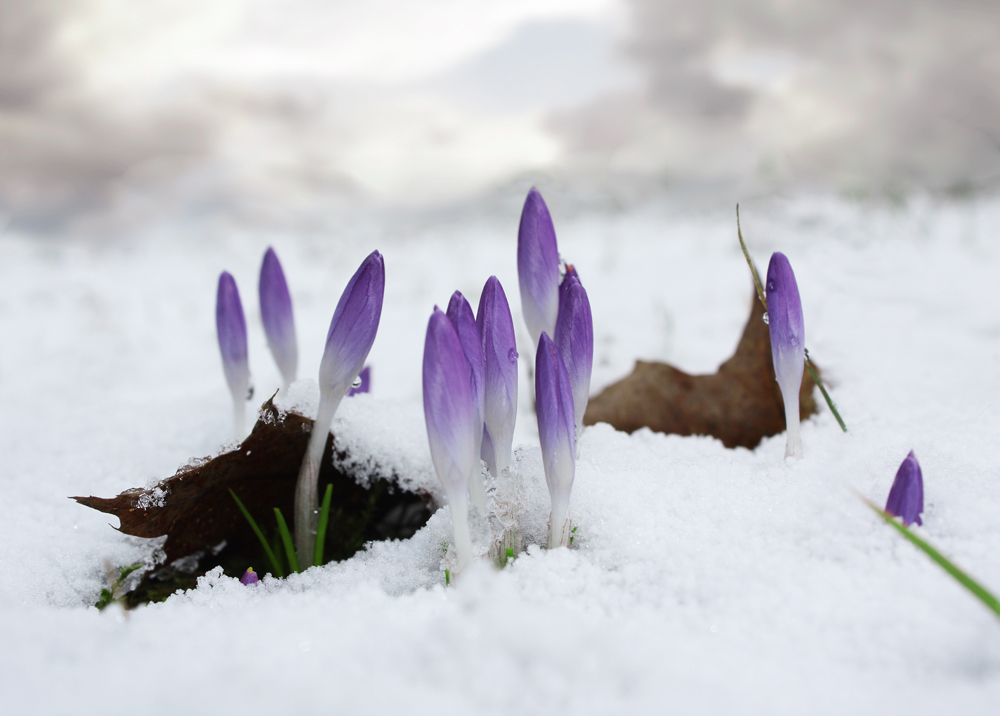 Frühlingserwachen