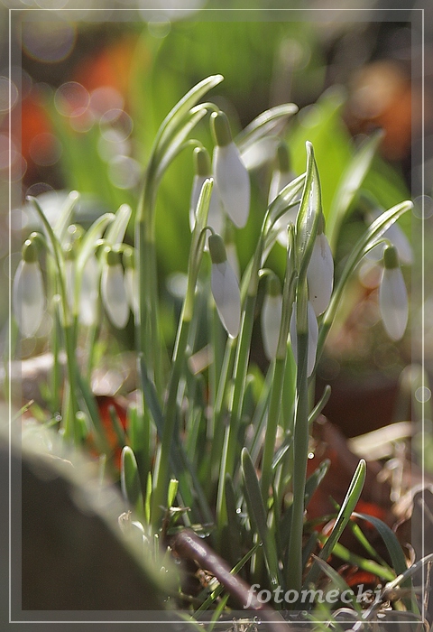 Frühlingserwachen