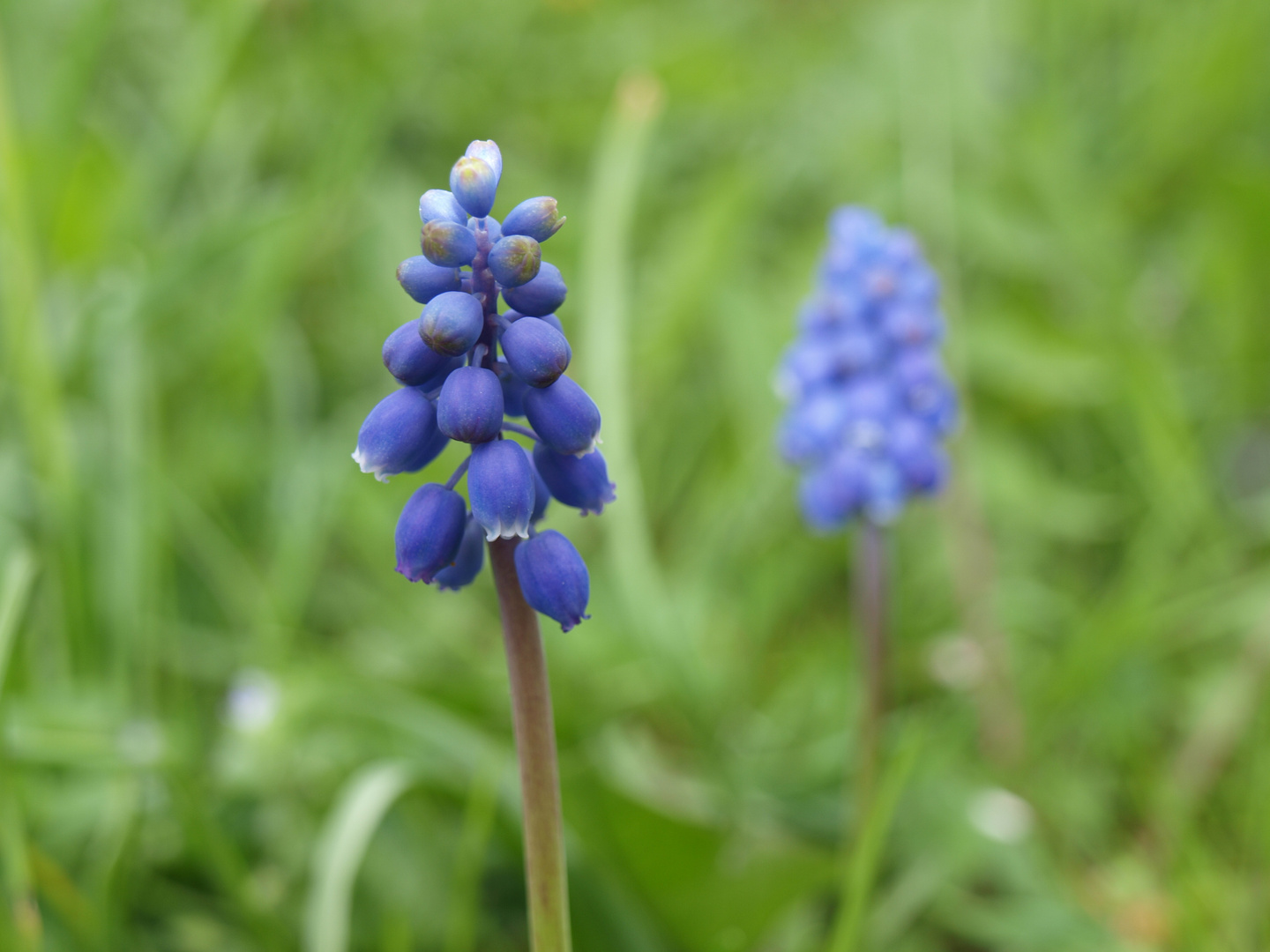 Frühlingserwachen