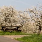 Frühlingserwachen