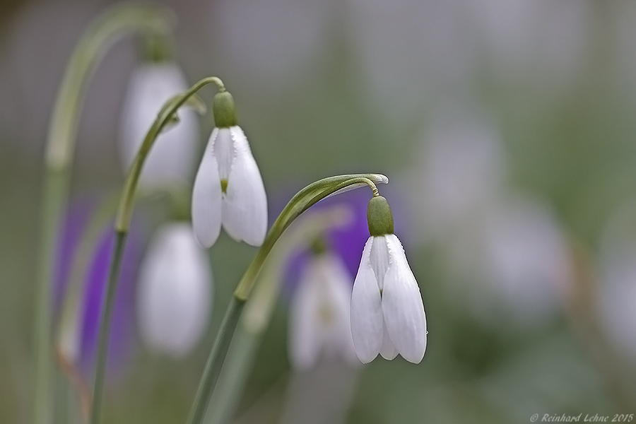 Frühlingserwachen