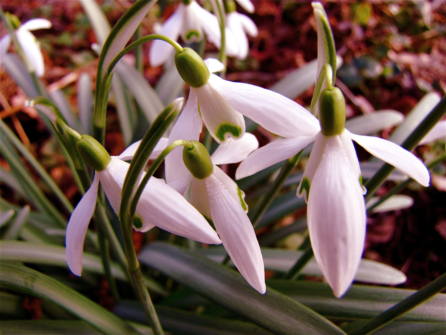 Frühlingserwachen