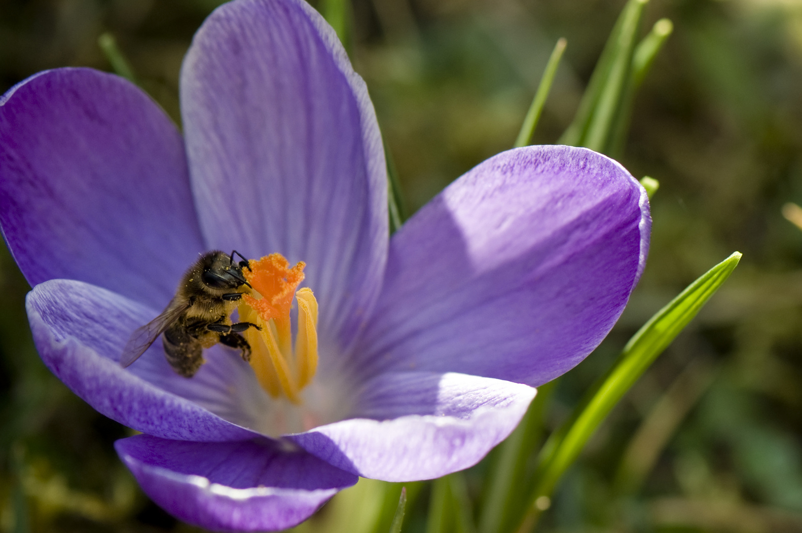 Frühlingserwachen