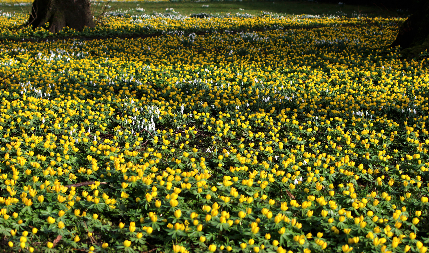 Frühlingserwachen