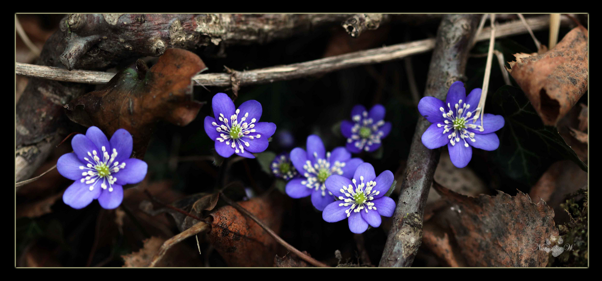 Frühlingserwachen