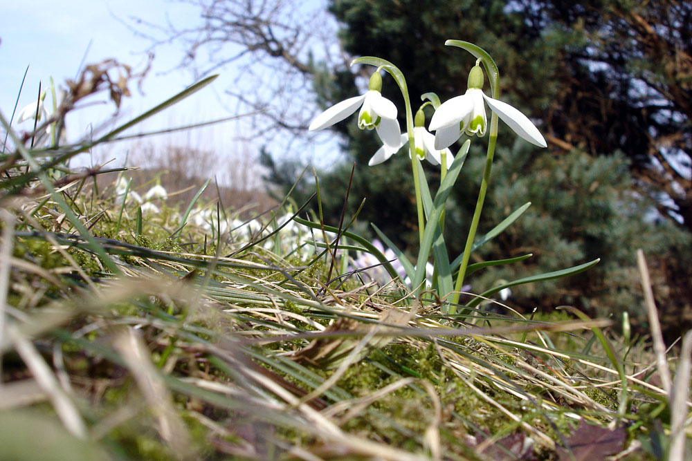 Frühlingserwachen