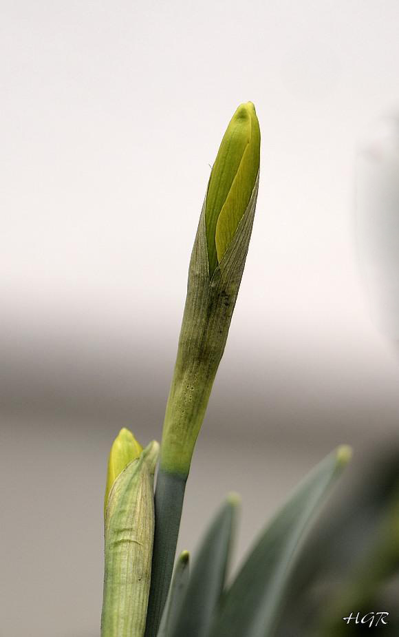 Frühlingserwachen I