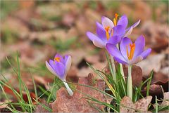 Frühlingserwachen I