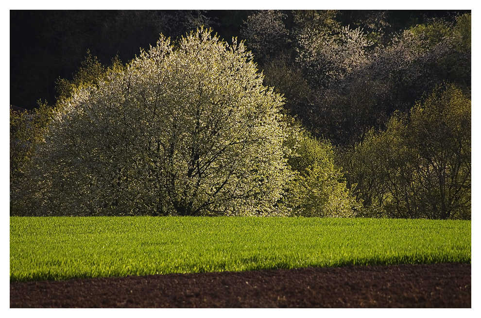 Frühlingserwachen I