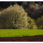 Frühlingserwachen I