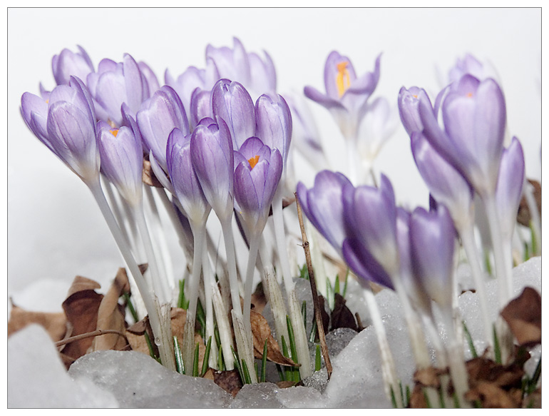 Frühlingserwachen I