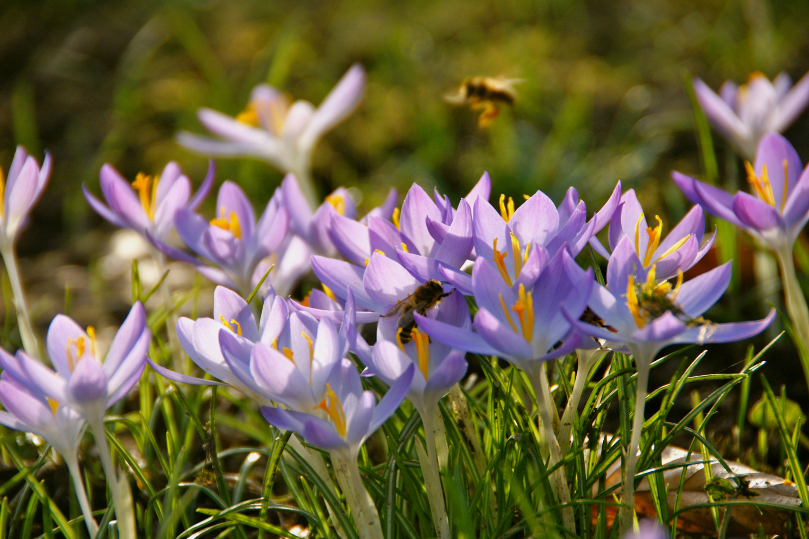 Frühlingserwachen II