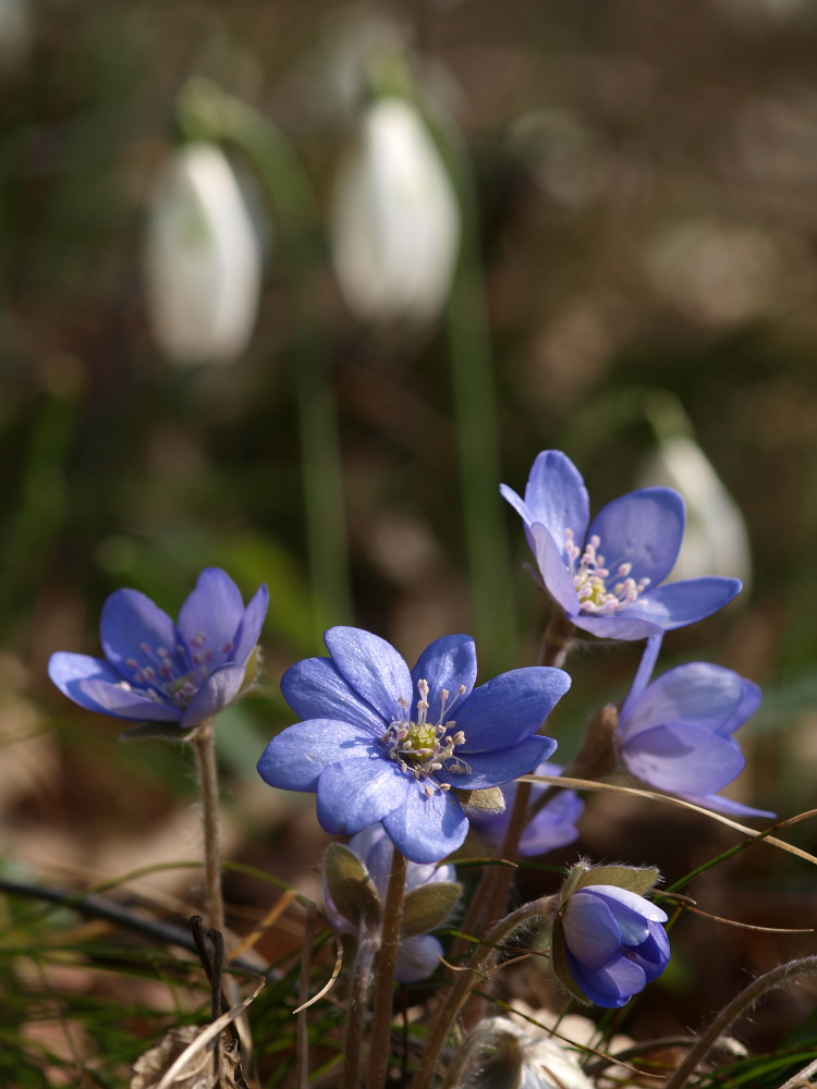 Frühlingserwachen II