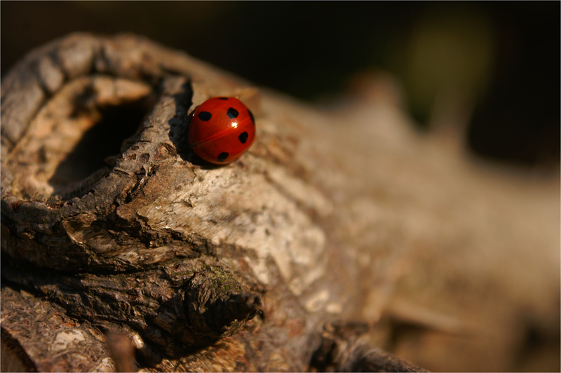 frühlingserwachen II