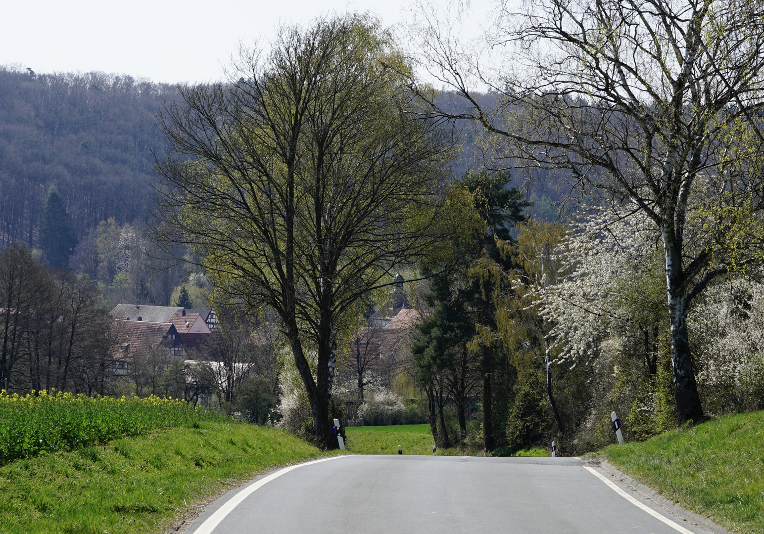 Frühlingserwachen II