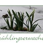 Frühlingserwachen II