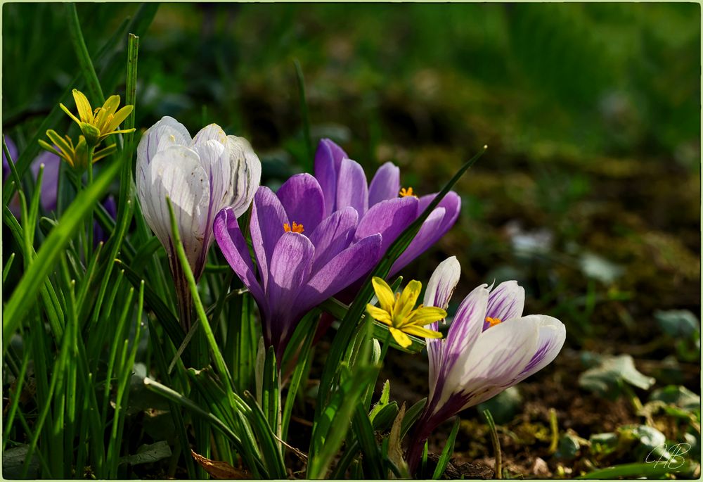 Frühlingserwachen II