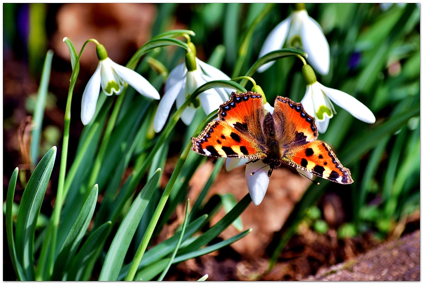 Frühlingserwachen II