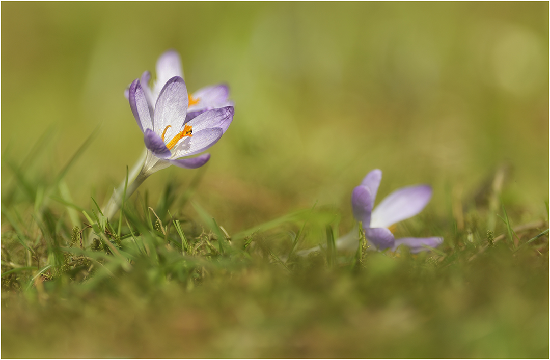 Frühlingserwachen II Foto & Bild pflanzen, pilze & flechten, blüten