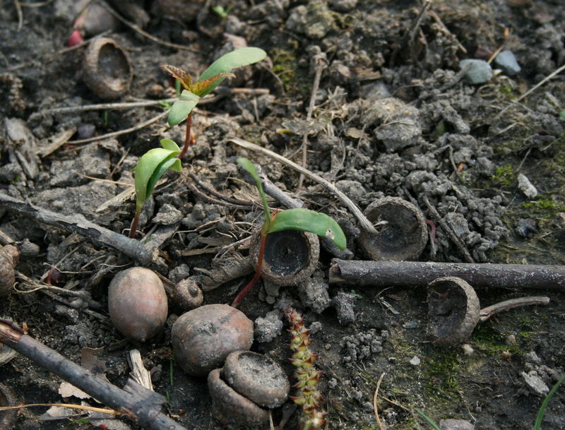 Frühlingserwachen II