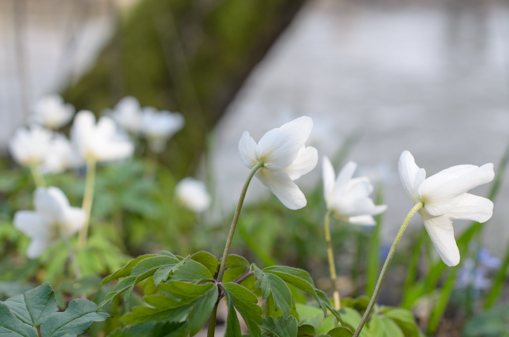 Frühlingserwachen III