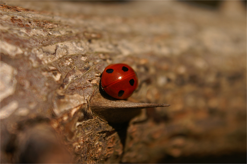 frühlingserwachen III