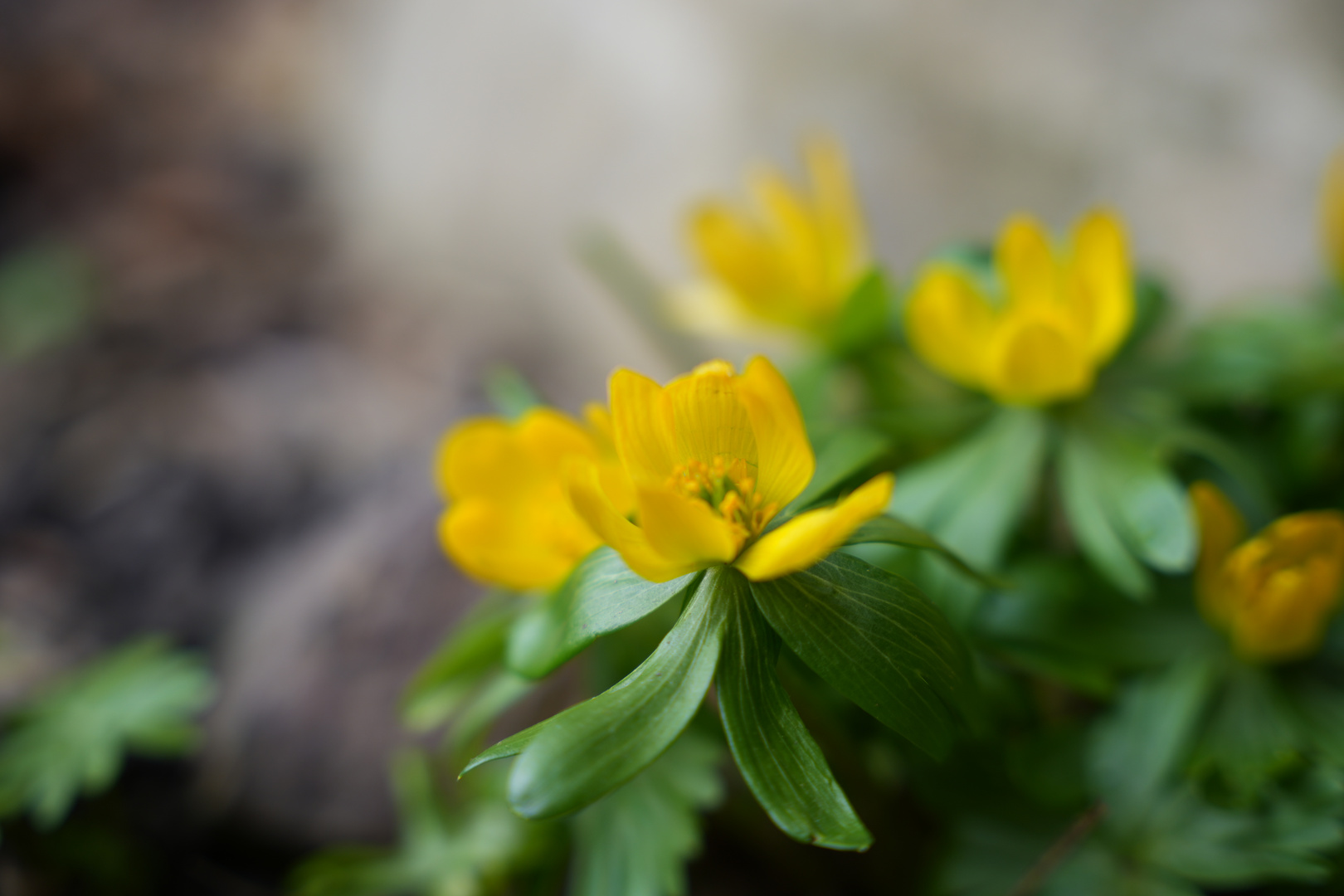 Frühlingserwachen im