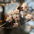 Frühlingserwachen im Abendlicht