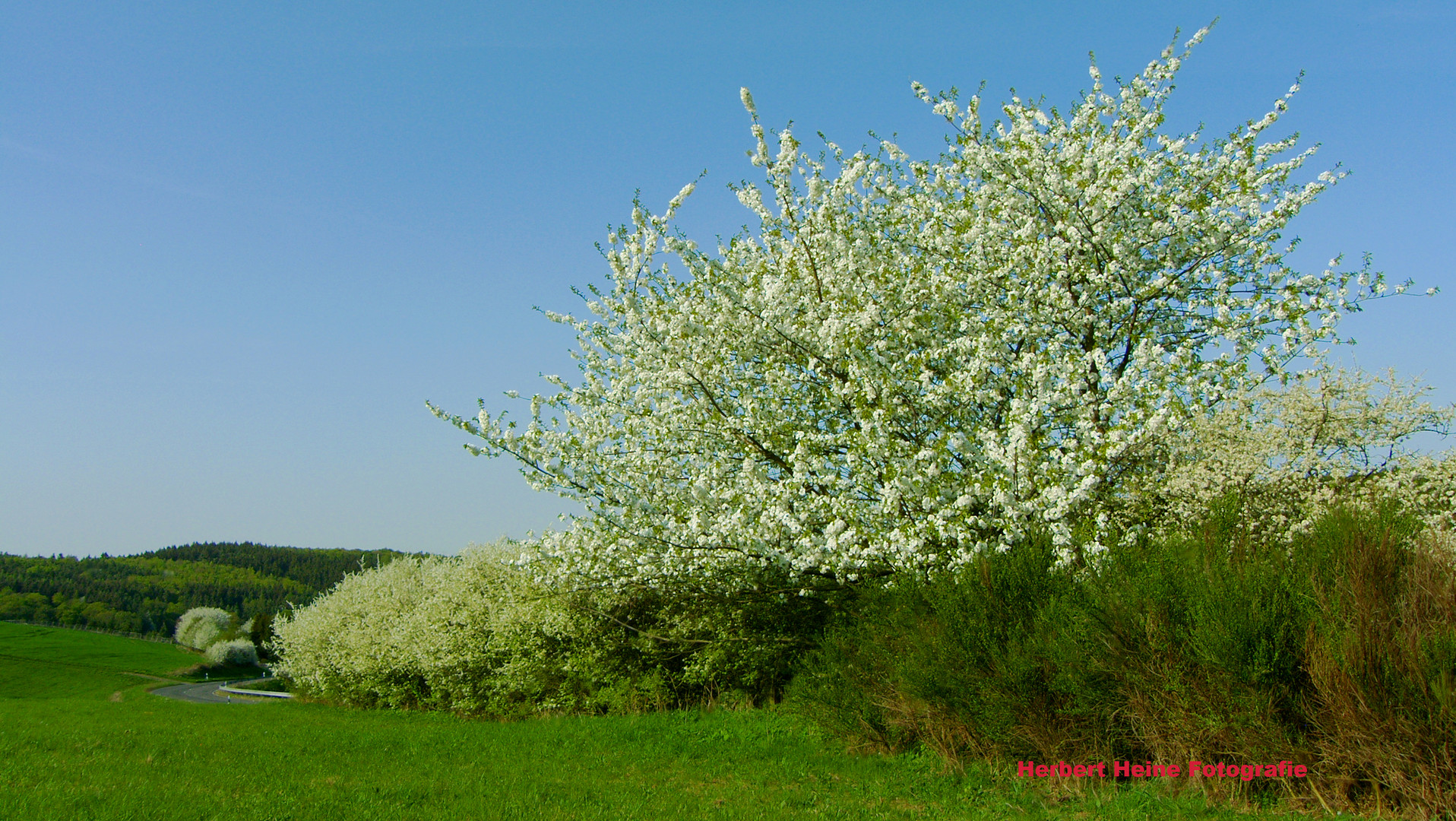 Frühlingserwachen im April 2018, an der Landstraße........ 