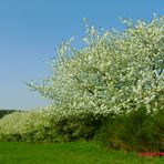 Frühlingserwachen im April 2018, an der Landstraße........ 