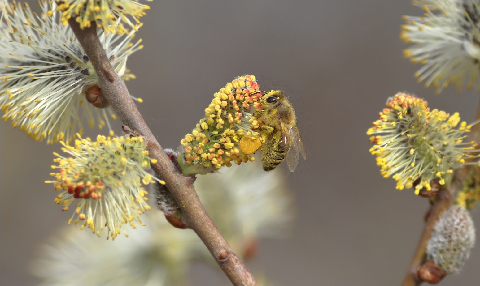 Frühlingserwachen im April