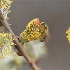 Frühlingserwachen im April