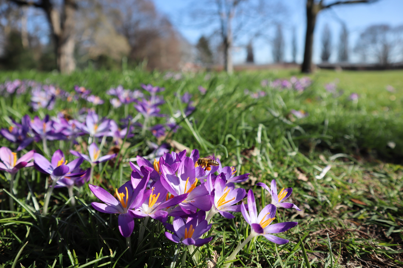 Frühlingserwachen im Berggarten