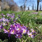 Frühlingserwachen im Berggarten