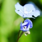 Frühlingserwachen im Botanischen Garten Bochum