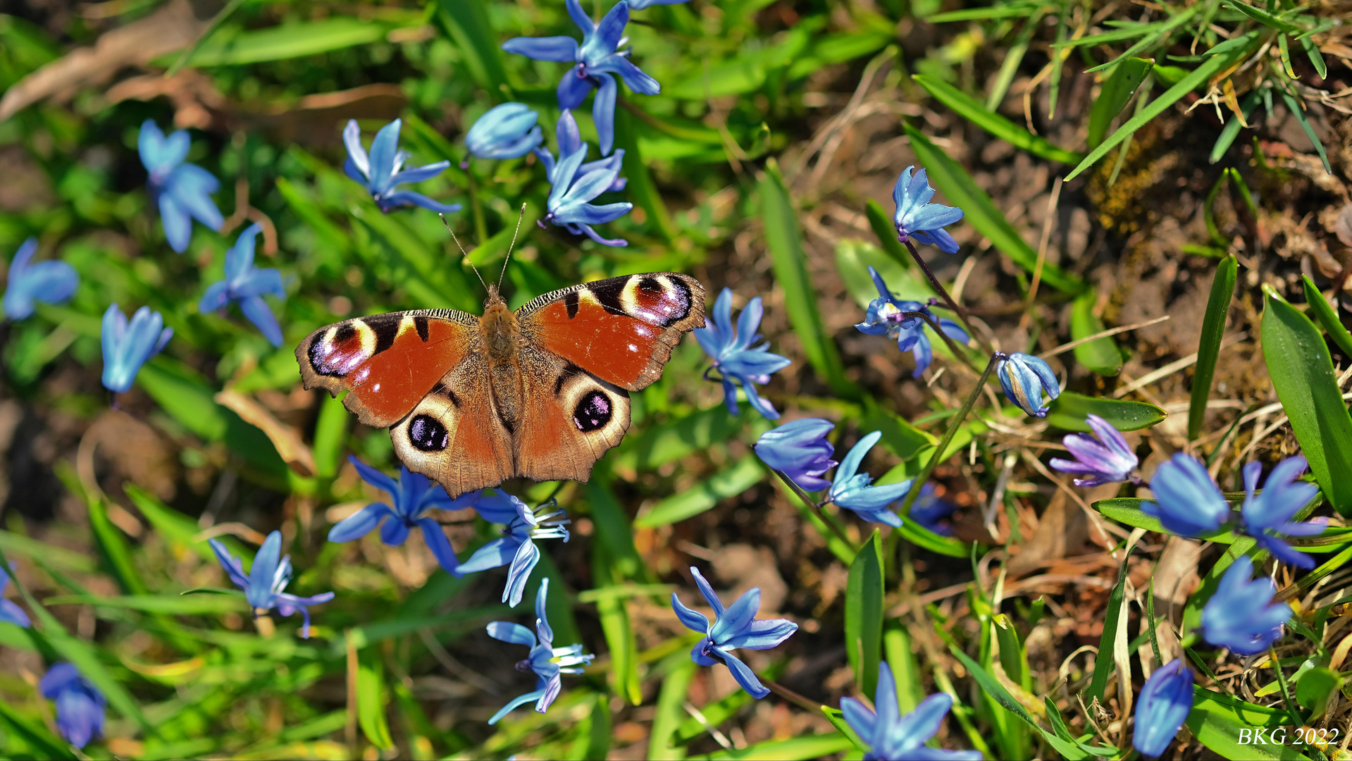 Frühlingserwachen im Botanischen Garten Gera 