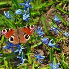 Frühlingserwachen im Botanischen Garten Gera 