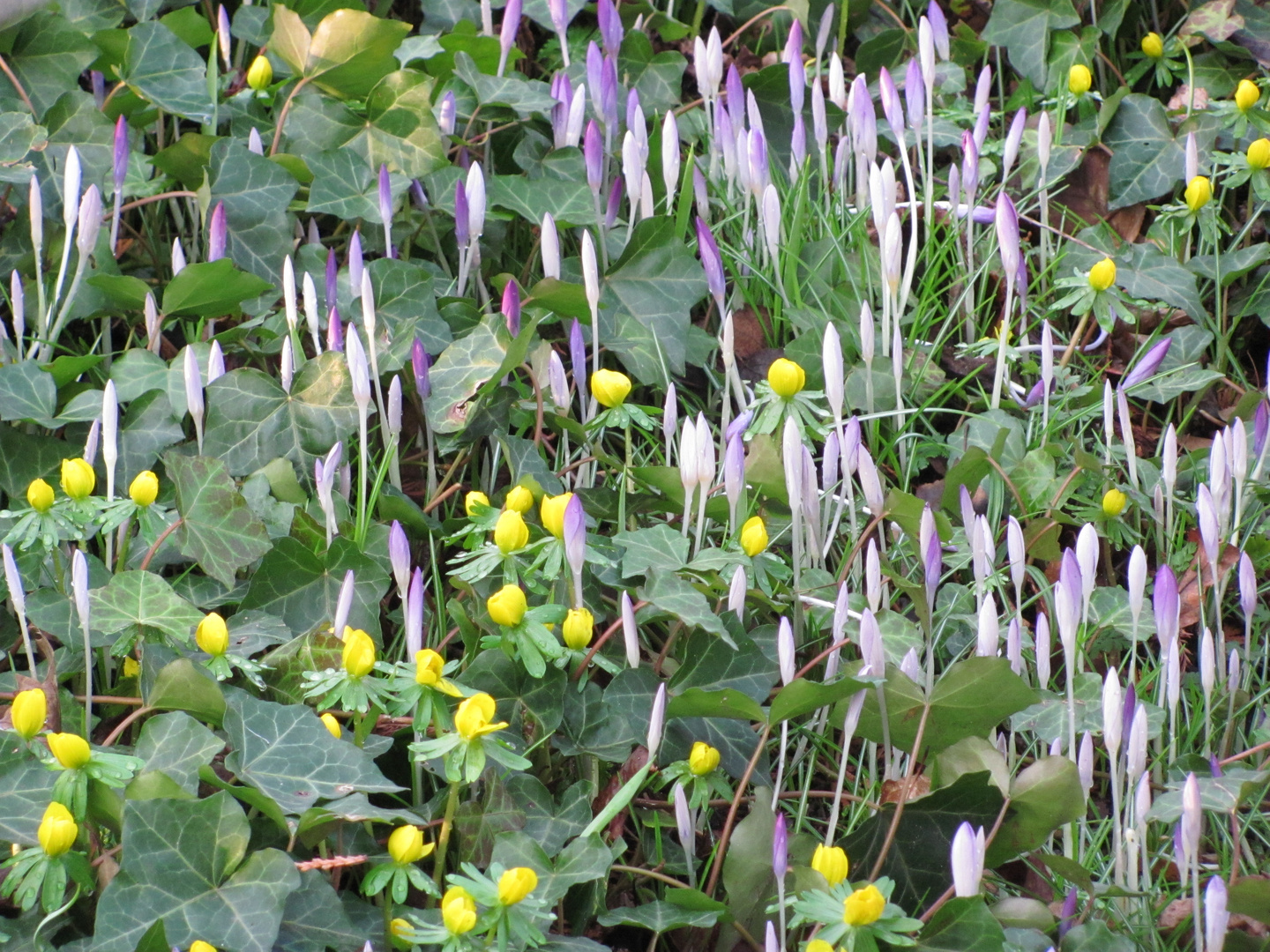 Frühlingserwachen im Botanischen Garten Neuss