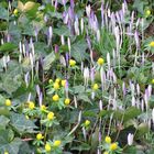 Frühlingserwachen im Botanischen Garten Neuss