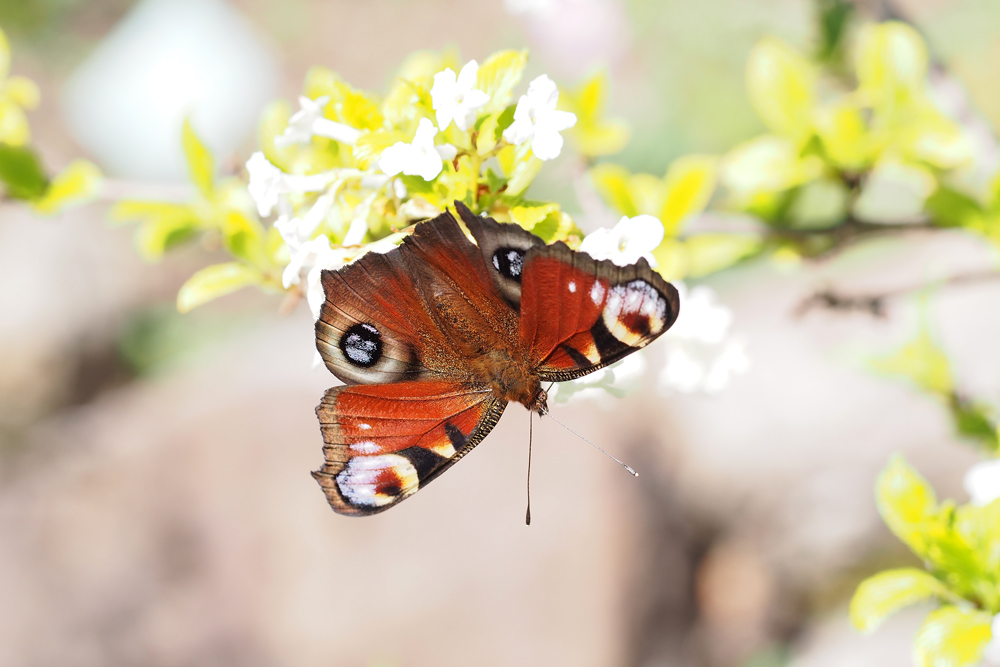 Frühlingserwachen im Botanischen Garten Wien