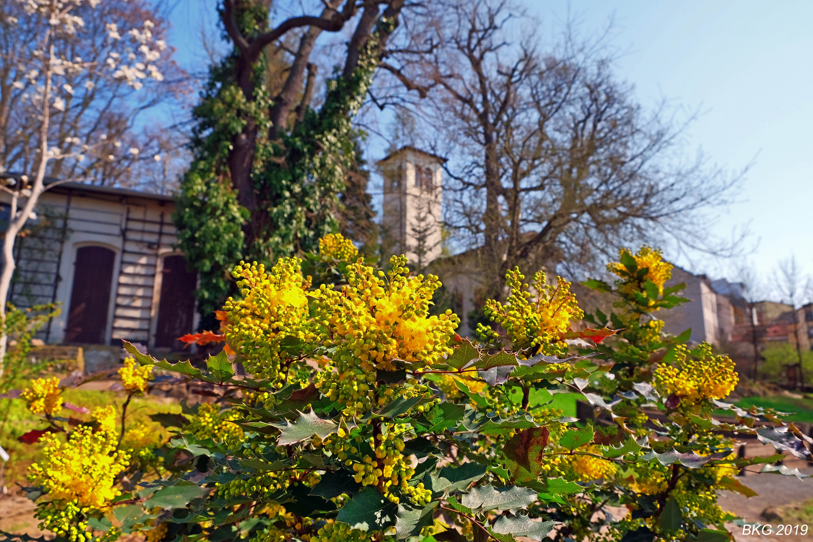 Frühlingserwachen im Botansichen Garten Gera Foto & Bild