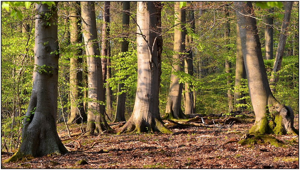 Frühlingserwachen im Buchenwald