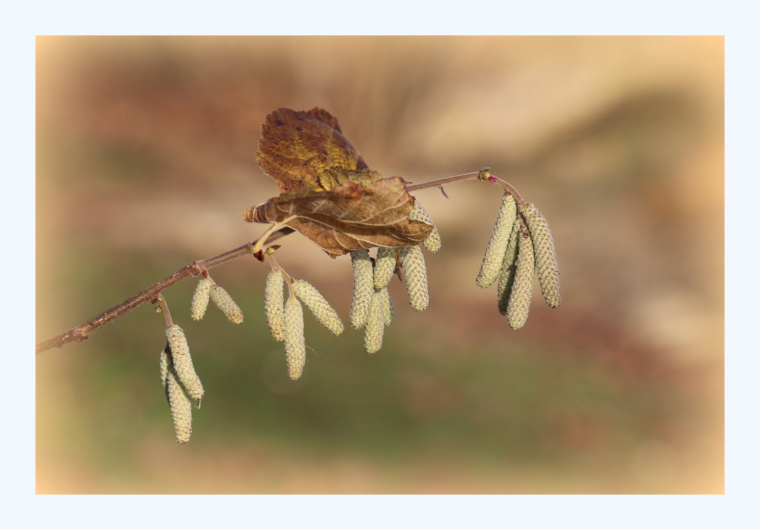 Frühlingserwachen im Dezember