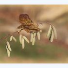 Frühlingserwachen im Dezember